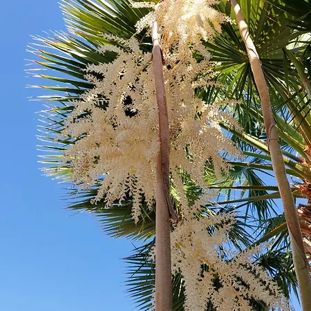 Adosado La Guancha سان ميغيل ذي أبونا