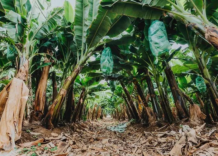 Adosado La Guancha Casa vacanze *