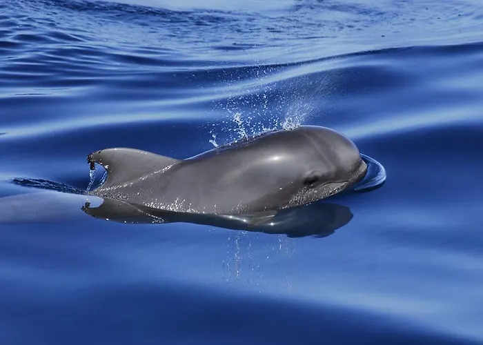 Adosado La Guancha Dom wakacyjny *