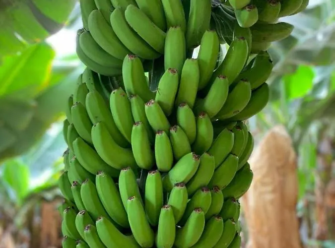 Adosado La Guancha *