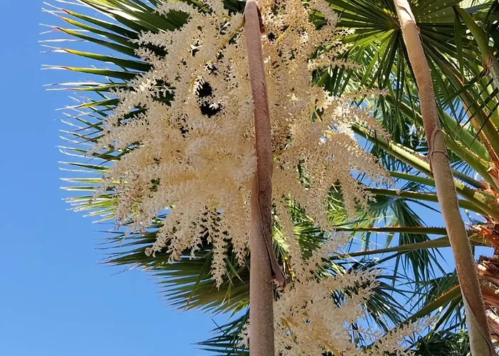 Adosado La Guancha San Miguel de Abona