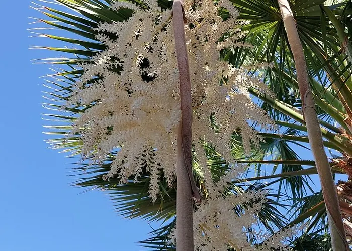 Dom wakacyjny Adosado La Guancha San Miguel de Abona