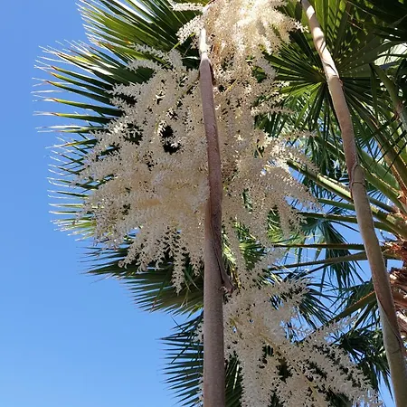 Holiday home Adosado La Guancha San Miguel de Abona