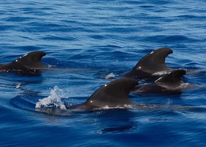 Adosado La Guancha *