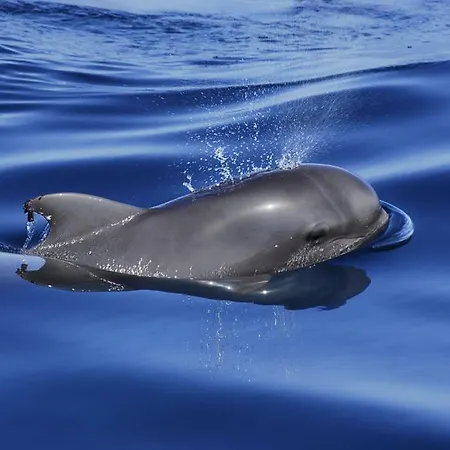 Adosado La Guancha Semesterbostad *